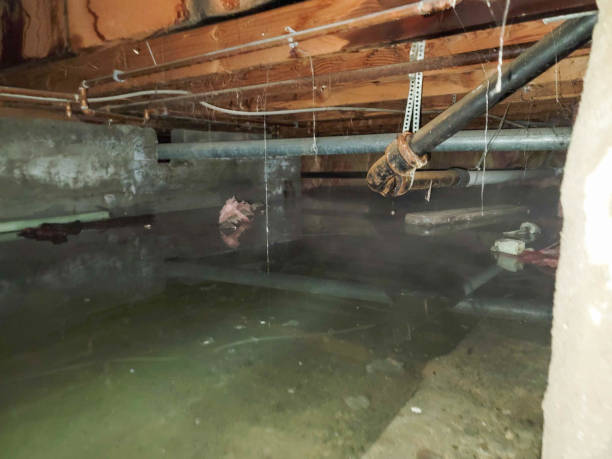 Water damage restoration mold remediation in CO
