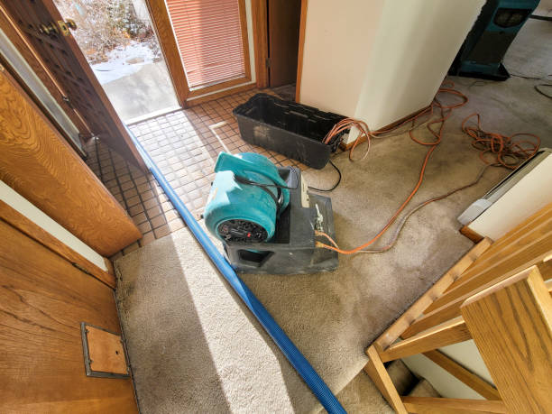 Best Basement water damage restoration  in Pierce, CO